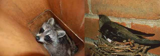 animal and rodent removal in chimneys and dryer vents